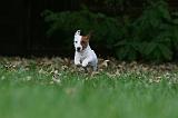 JACK RUSSEL 177